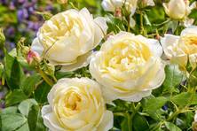 Obrázek růže Vanessa Bell