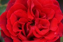 Obrázek růže Porta Nigra