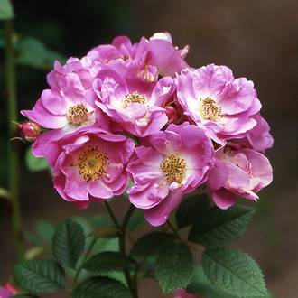 Ilustrační foto Rosa rubiginosa magnifica