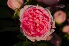 Obrázek růže Prairie Joy