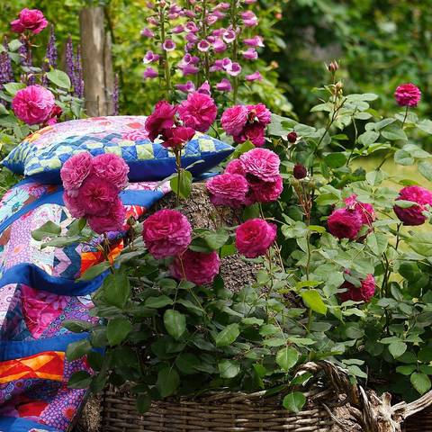 Náhled Kaffe Fassett Rose®: 