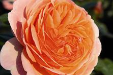 Obrázek růže Chippendale®