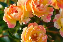 Obrázek růže Bienenweide® Fruity