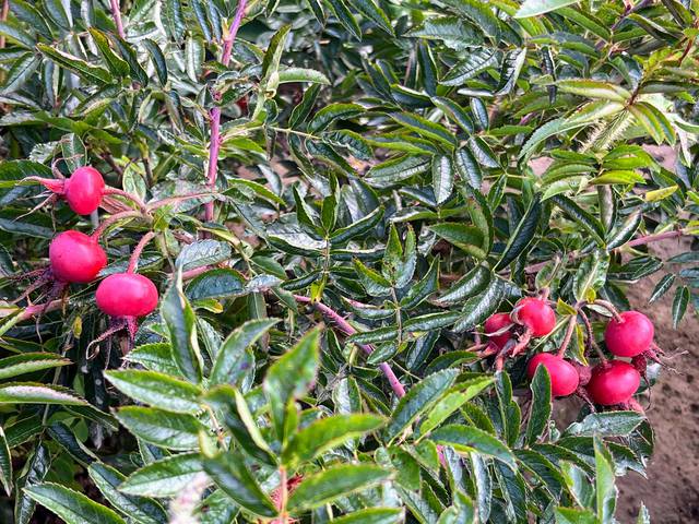 Náhled R. x rugotida: 