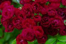 Obrázek růže Perennial Domino® "Rose des Jahres 2022"