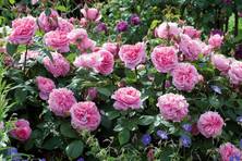 Obrázek růže Gertrude Jekyll™