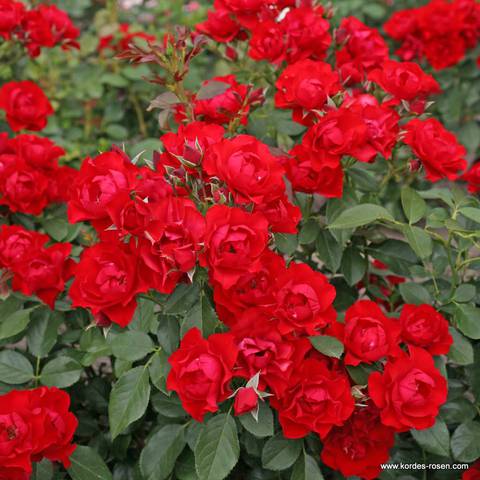 Náhled Black Forest Rose®: 