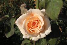 Obrázek růže Helenka