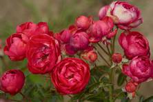 Obrázek růže Dick Koster