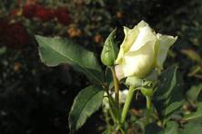 Obrázek růže Pax