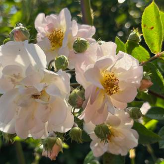 Ilustrační foto Maryša