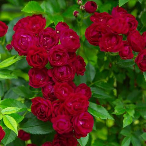 Náhled Perennial Domino® "Rose des Jahres 2022": 