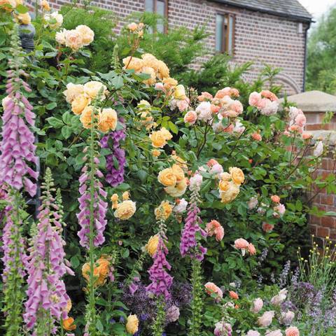 Náhled Crown Princess Margareta™: 