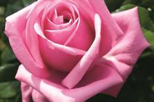 Obrázek růže Romina®