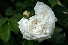 Obrázek růže Boule de Niege