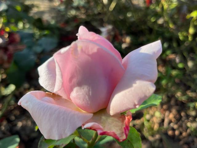 Náhled Dr. T. G. Masaryk: 