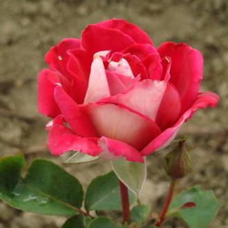 Ilustrační foto Orion