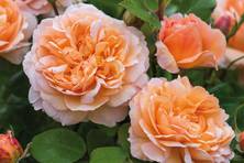 Obrázek růže The Lady Gardener