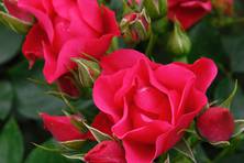 Obrázek růže Pink Forest Rose