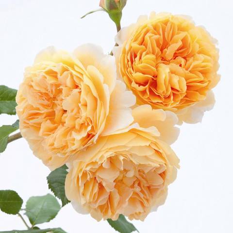 Náhled Crown Princess Margareta™: 