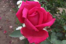Obrázek růže Pohádka Máje