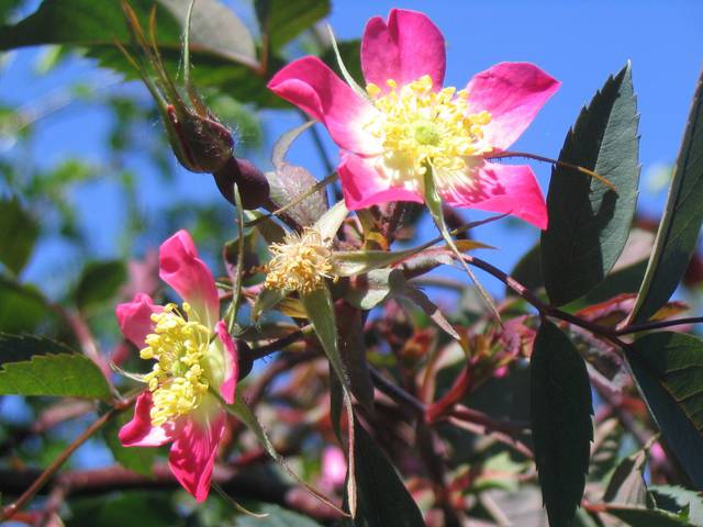 Náhled R. glauca rubrifolia: 