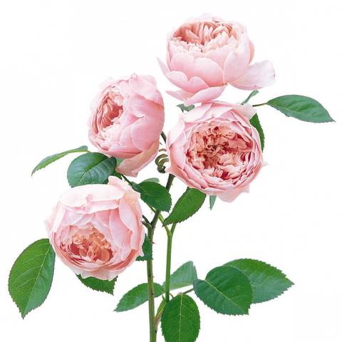 Náhled The Alnwick Rose™: 