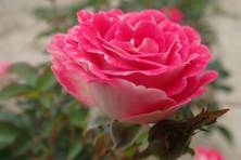 Obrázek růže Marie Rottrová® (Schöne Koblenzerin)