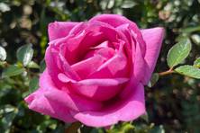 Obrázek růže Eminence