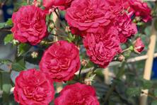 Obrázek růže Starlet® Rose Lola