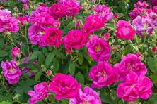 Obrázek růže Rosa gallica 'Officinalis'