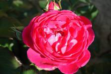 Obrázek růže Empereur Charles IVⓇ