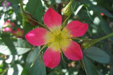 Obrázek růže R. glauca rubrifolia