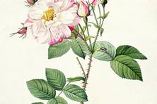 Obrázek růže R. damascena versicolor