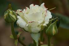 Obrázek růže White Weekend