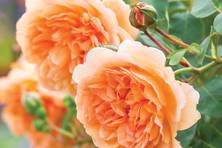 Obrázek růže Dame Judi Dench