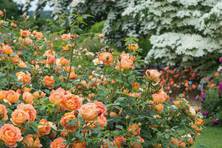 Obrázek růže Lady of Shalott™