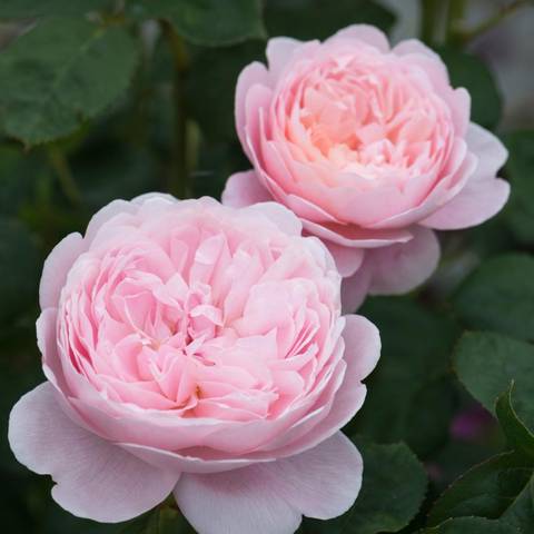 Ruze Queen Of Sweden (Queen Sweden, Růže Queen, Růže Queen Sweden, zdravý růst, Austin Roses) Ruze Queen Of Sweden