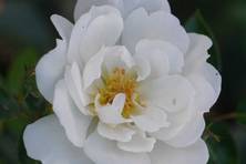 Obrázek růže Bienenweide® Weiß