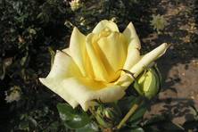 Obrázek růže Citrína
