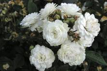 Obrázek růže Sněhurka