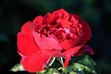 Obrázek růže Souvenir de William Wood