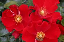 Obrázek růže Alexander von Humboldt