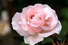 Obrázek růže Summer Queen