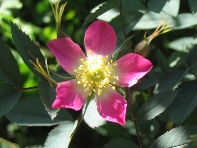 Náhled R. glauca rubrifolia: 