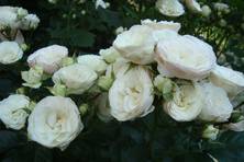 Obrázek růže Bouquet Parfait Ⓡ