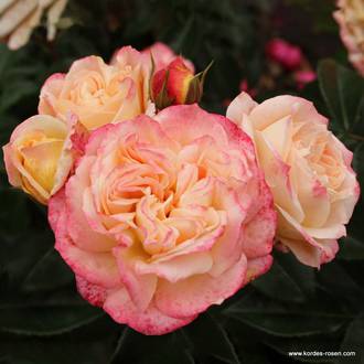 Ilustrační foto Concorde®