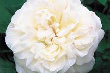 Obrázek růže Winchester Cathedral™