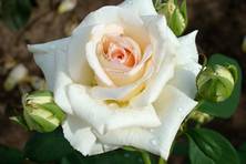 Obrázek růže Amorosa