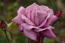 Obrázek růže Saint-Exupery
